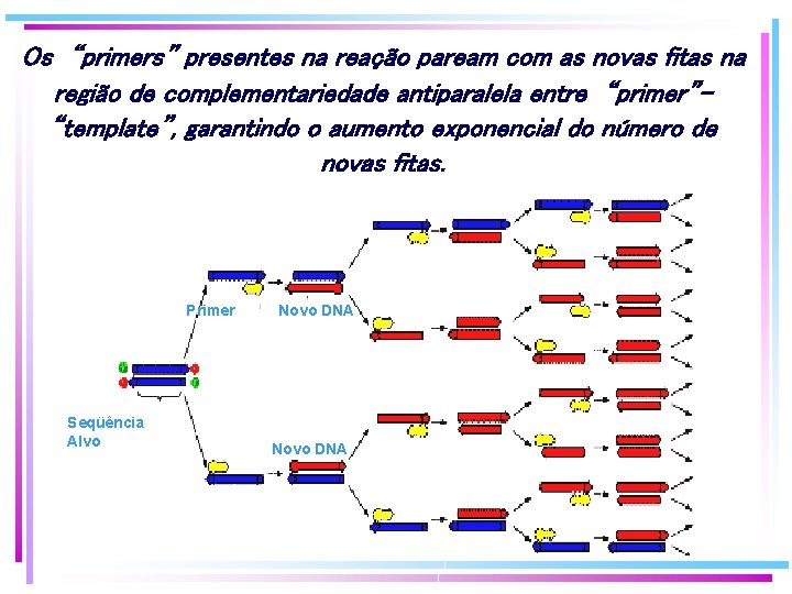 Os “primers” presentes na reação paream com as novas fitas na região de complementariedade Os “primers” presentes na reação paream com as novas fitas na região de complementariedade
