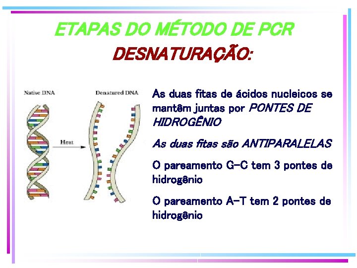 ETAPAS DO MÉTODO DE PCR DESNATURAÇÃO: As duas fitas de ácidos nucleicos se mantêm ETAPAS DO MÉTODO DE PCR DESNATURAÇÃO: As duas fitas de ácidos nucleicos se mantêm