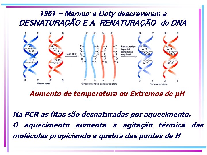 1961 - Marmur e Doty descreveram a DESNATURAÇÃO E A RENATURAÇÃO do DNA Aumento 1961 - Marmur e Doty descreveram a DESNATURAÇÃO E A RENATURAÇÃO do DNA Aumento