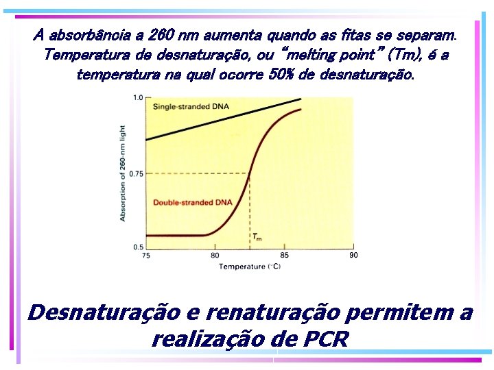 A absorbância a 260 nm aumenta quando as fitas se separam. Temperatura de desnaturação, A absorbância a 260 nm aumenta quando as fitas se separam. Temperatura de desnaturação,
