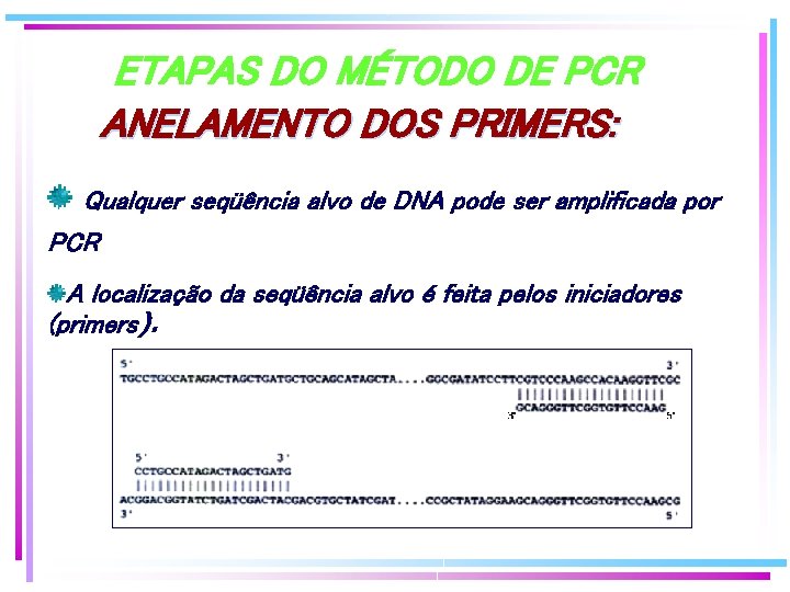 ETAPAS DO MÉTODO DE PCR ANELAMENTO DOS PRIMERS: Qualquer seqüência alvo de DNA pode ETAPAS DO MÉTODO DE PCR ANELAMENTO DOS PRIMERS: Qualquer seqüência alvo de DNA pode
