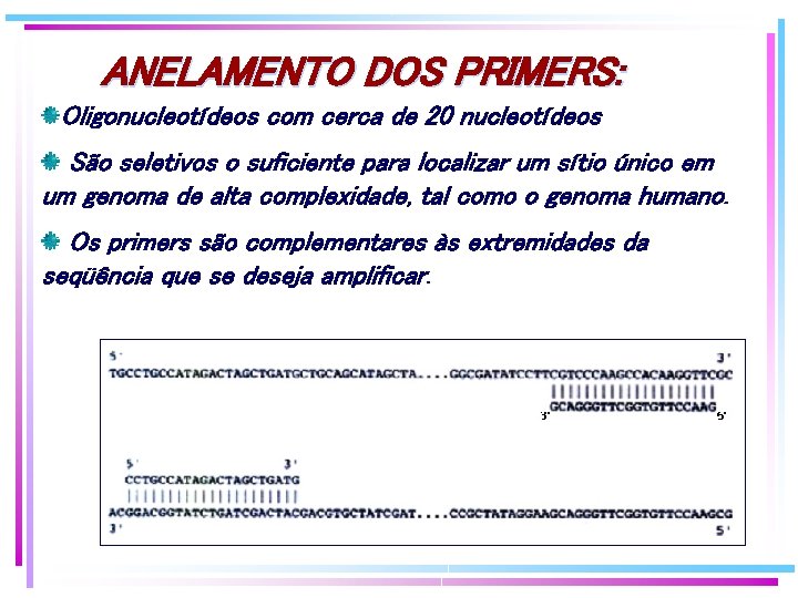 ANELAMENTO DOS PRIMERS: Oligonucleotídeos com cerca de 20 nucleotídeos São seletivos o suficiente para ANELAMENTO DOS PRIMERS: Oligonucleotídeos com cerca de 20 nucleotídeos São seletivos o suficiente para