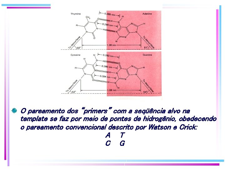 O pareamento dos “primers” com a seqüência alvo na template se faz por meio O pareamento dos “primers” com a seqüência alvo na template se faz por meio