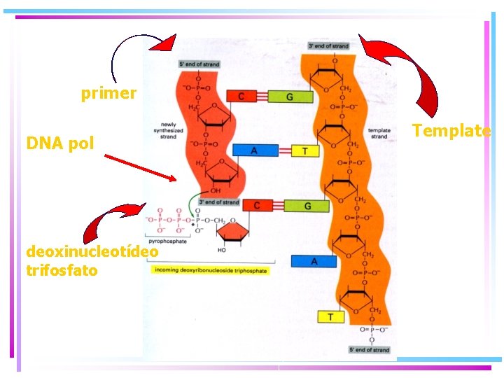 primer DNA pol deoxinucleotídeo trifosfato Template primer DNA pol deoxinucleotídeo trifosfato Template