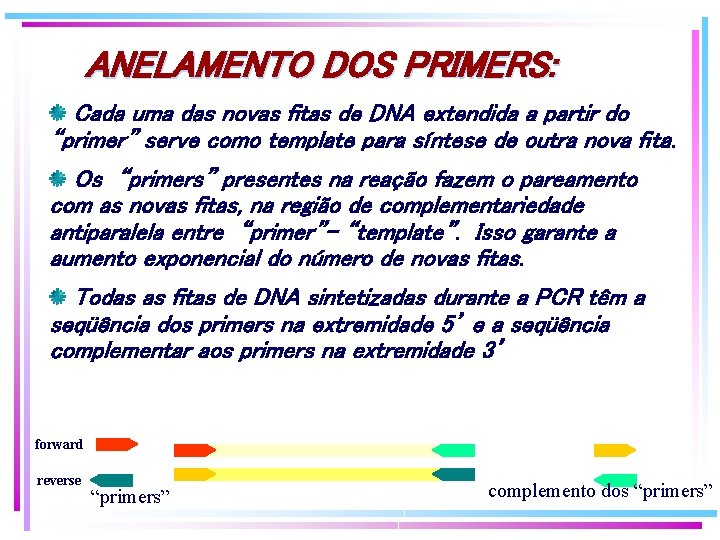ANELAMENTO DOS PRIMERS: Cada uma das novas fitas de DNA extendida a partir do ANELAMENTO DOS PRIMERS: Cada uma das novas fitas de DNA extendida a partir do