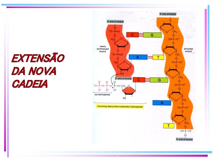 EXTENSÃO DA NOVA CADEIA EXTENSÃO DA NOVA CADEIA