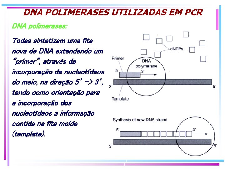 DNA POLIMERASES UTILIZADAS EM PCR DNA polimerases: Todas sintetizam uma fita nova de DNA DNA POLIMERASES UTILIZADAS EM PCR DNA polimerases: Todas sintetizam uma fita nova de DNA