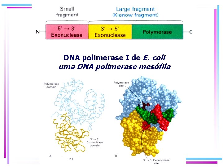 DNA polimerase I de E. coli uma DNA polimerase mesófila DNA polimerase I de E. coli uma DNA polimerase mesófila