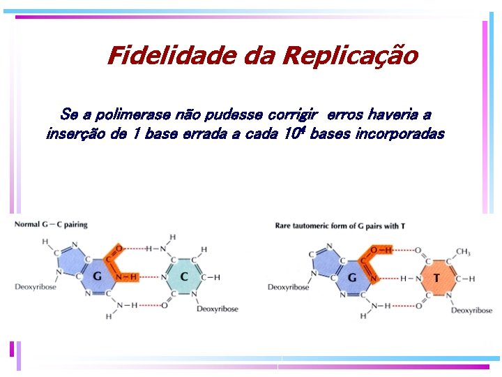 Fidelidade da Replicação Se a polimerase não pudesse corrigir erros haveria a inserção de Fidelidade da Replicação Se a polimerase não pudesse corrigir erros haveria a inserção de