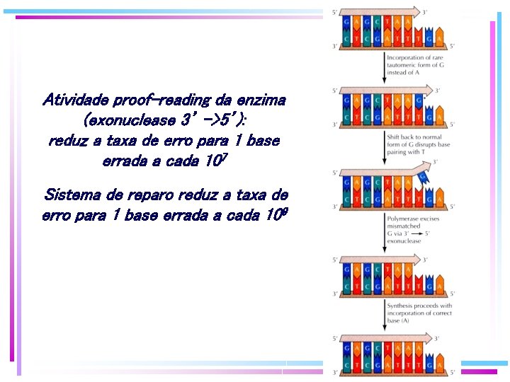 Atividade proof-reading da enzima (exonuclease 3’ ->5’): reduz a taxa de erro para 1 Atividade proof-reading da enzima (exonuclease 3’ ->5’): reduz a taxa de erro para 1