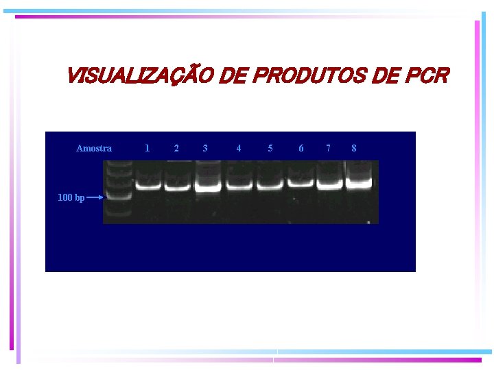 VISUALIZAÇÃO DE PRODUTOS DE PCR Amostra 100 bp 1 3 1 6 2 8 VISUALIZAÇÃO DE PRODUTOS DE PCR Amostra 100 bp 1 3 1 6 2 8