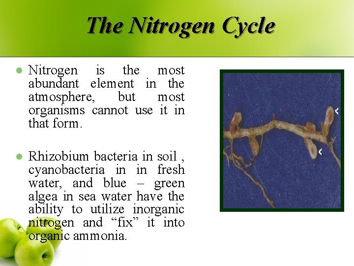 The Nitrogen Cycle l Nitrogen is the most abundant element in the atmosphere, but