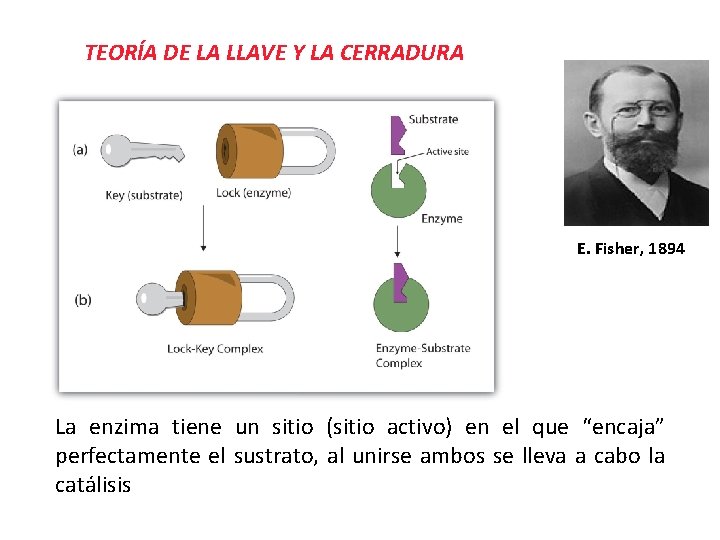 TEORÍA DE LA LLAVE Y LA CERRADURA E. Fisher, 1894 La enzima tiene un