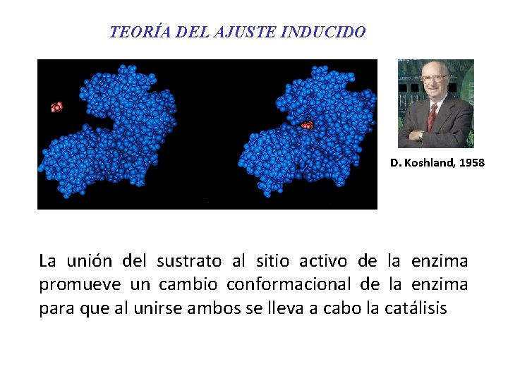 TEORÍA DEL AJUSTE INDUCIDO D. Koshland, 1958 La unión del sustrato al sitio activo
