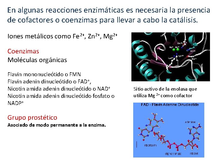 En algunas reacciones enzimáticas es necesaria la presencia de cofactores o coenzimas para llevar