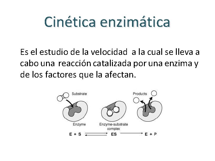 Cinética enzimática Es el estudio de la velocidad a la cual se lleva a