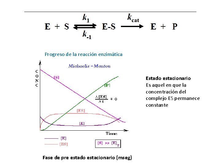 Progreso de la reacción enzimática Estado estacionario Es aquel en que la concentración del