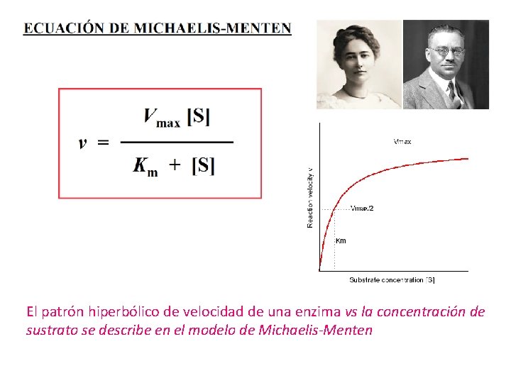 El patrón hiperbólico de velocidad de una enzima vs la concentración de sustrato se