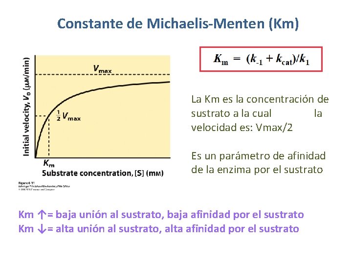 Constante de Michaelis-Menten (Km) La Km es la concentración de sustrato a la cual