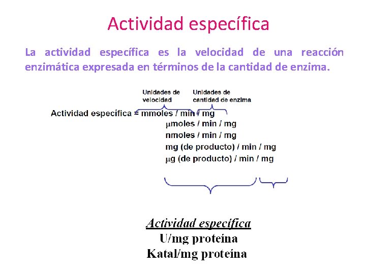 Actividad específica La actividad específica es la velocidad de una reacción enzimática expresada en