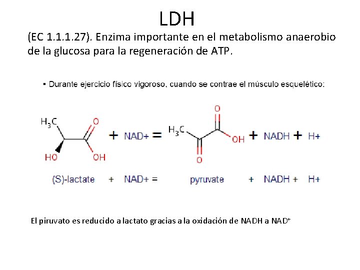 LDH (EC 1. 1. 1. 27). Enzima importante en el metabolismo anaerobio de la