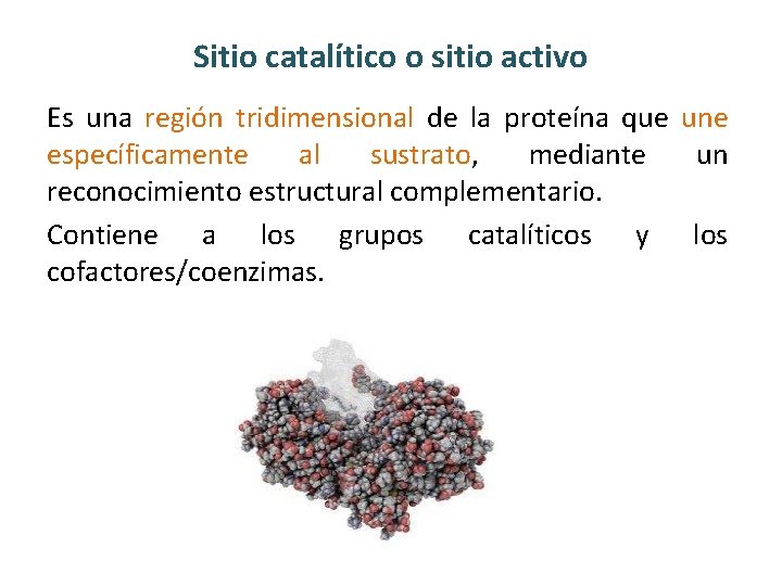Sitio catalítico o sitio activo Es una región tridimensional de la proteína que une