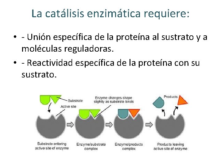 La catálisis enzimática requiere: • - Unión específica de la proteína al sustrato y