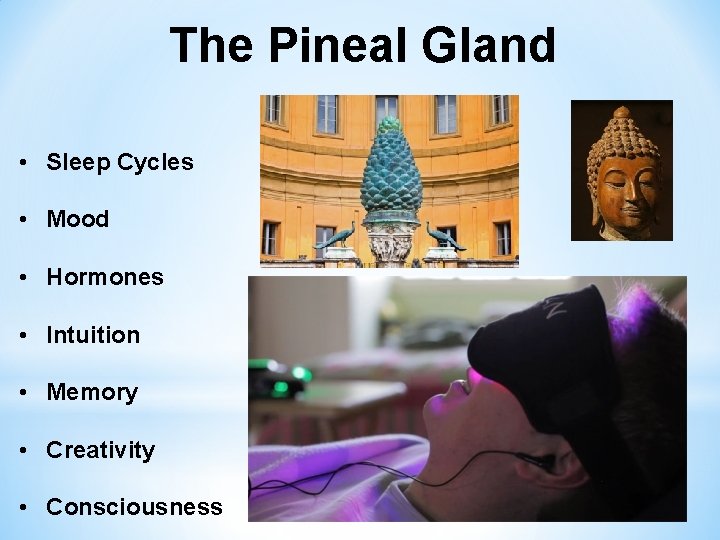 The Pineal Gland • Sleep Cycles • Mood • Hormones • Intuition • Memory