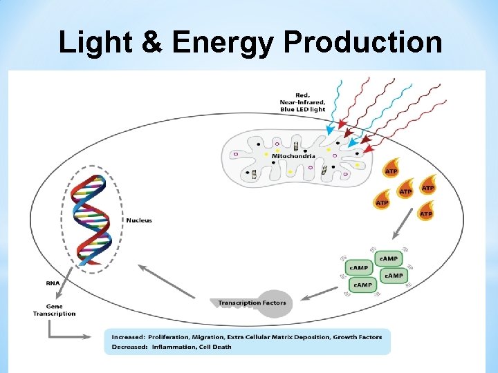 Light & Energy Production 