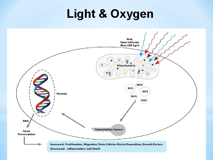 Light & Oxygen 
