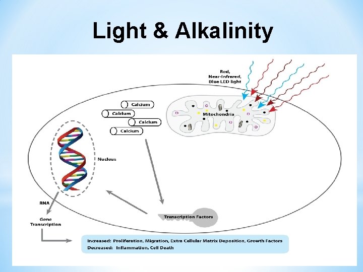 Light & Alkalinity 