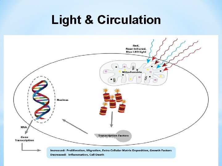 Light & Circulation 
