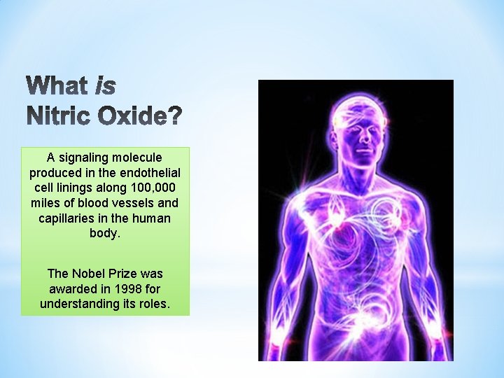 A signaling molecule produced in the endothelial cell linings along 100, 000 miles of