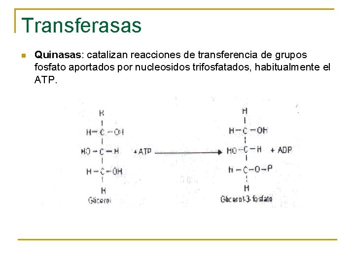 Transferasas n Quinasas: catalizan reacciones de transferencia de grupos fosfato aportados por nucleosidos trifosfatados,