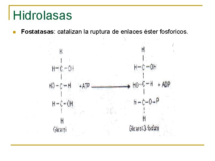 Hidrolasas n Fostatasas: catalizan la ruptura de enlaces éster fosforicos. 