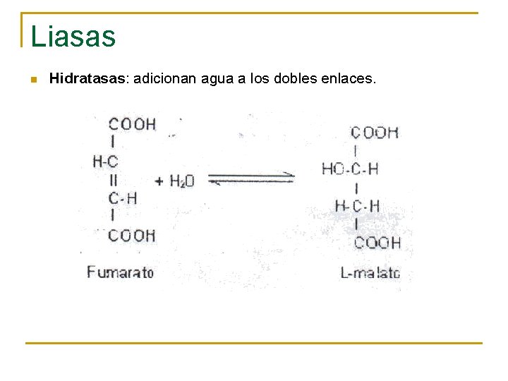 Liasas n Hidratasas: adicionan agua a los dobles enlaces. 