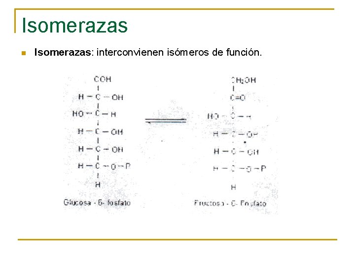 Isomerazas n Isomerazas: interconvienen isómeros de función. 