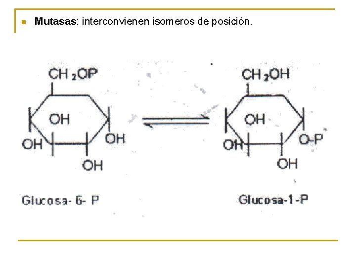 n Mutasas: interconvienen isomeros de posición. 