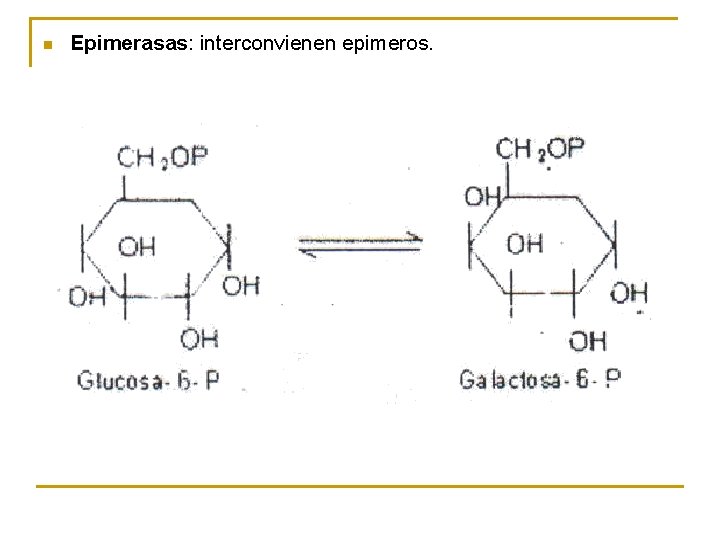 n Epimerasas: interconvienen epimeros. 