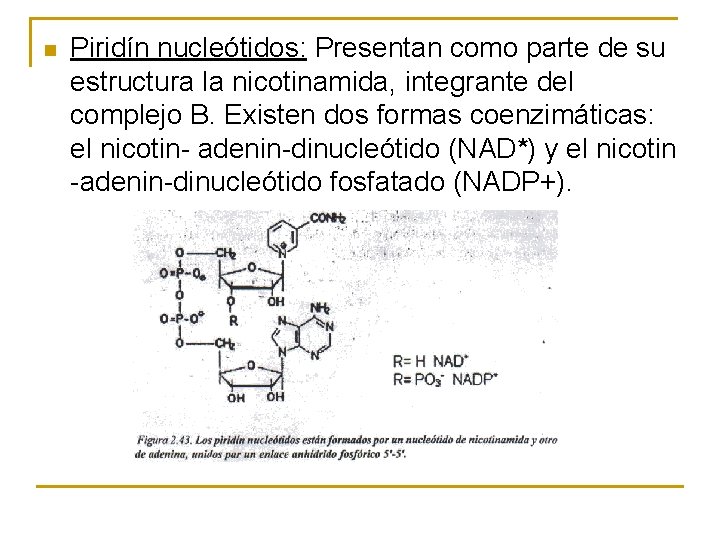 n Piridín nucleótidos: Presentan como parte de su estructura la nicotinamida, integrante del complejo