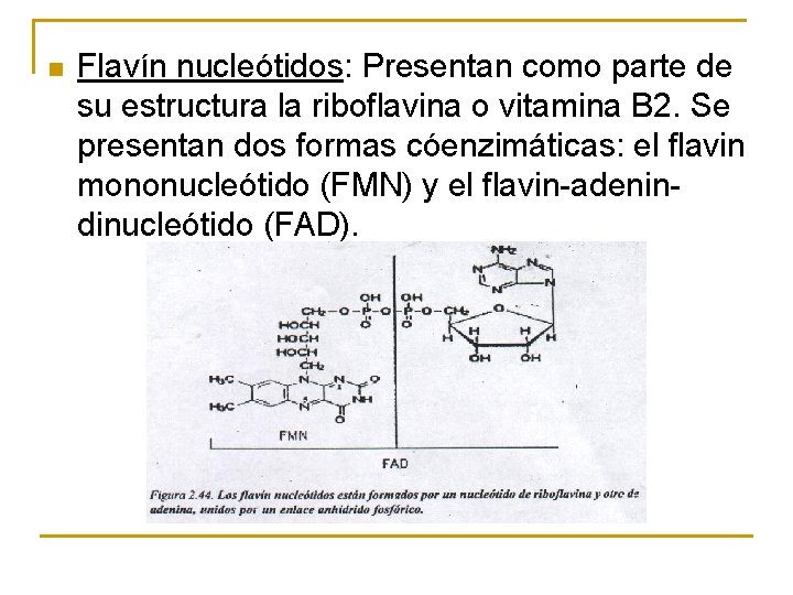 n Flavín nucleótidos: Presentan como parte de su estructura la riboflavina o vitamina B