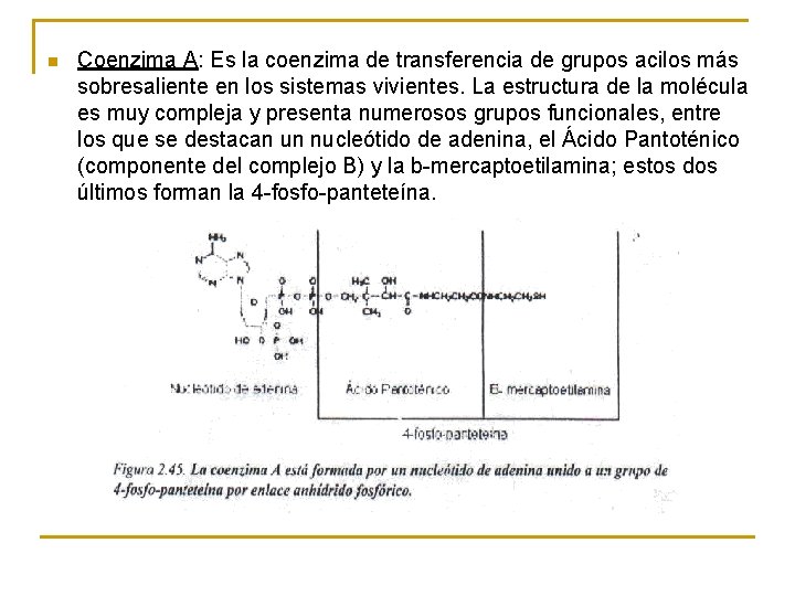 n Coenzima A: Es la coenzima de transferencia de grupos acilos más sobresaliente en