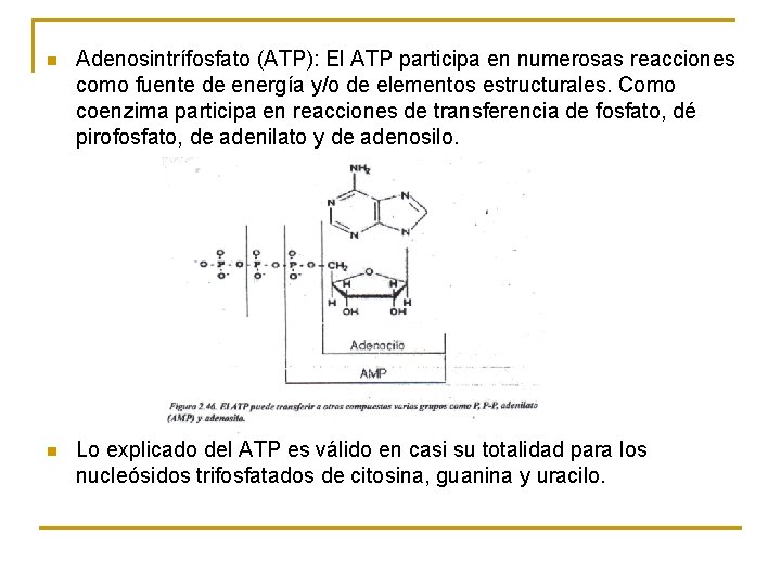 n Adenosintrífosfato (ATP): El ATP participa en numerosas reacciones como fuente de energía y/o