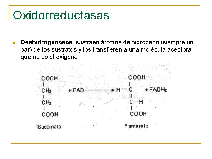 Oxidorreductasas n Deshidrogenasas: sustraen átomos de hidrogeno (siempre un par) de los sustratos y