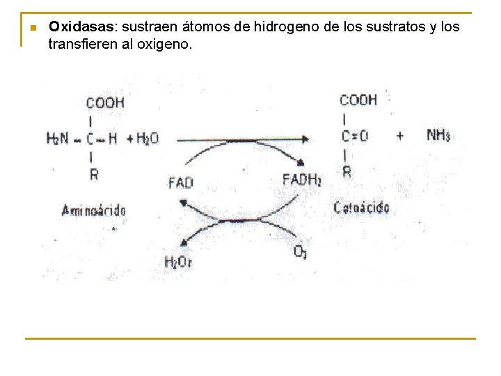 n Oxidasas: sustraen átomos de hidrogeno de los sustratos y los transfieren al oxigeno.