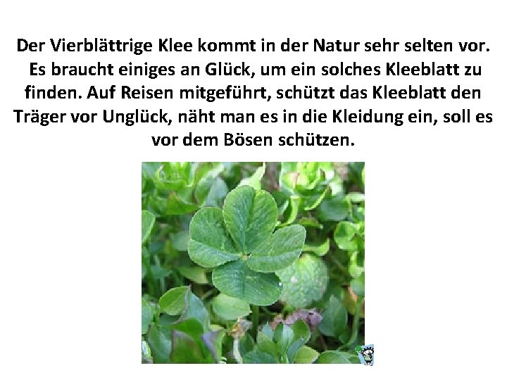 Der Vierblättrige Klee kommt in der Natur sehr selten vor. Es braucht einiges an