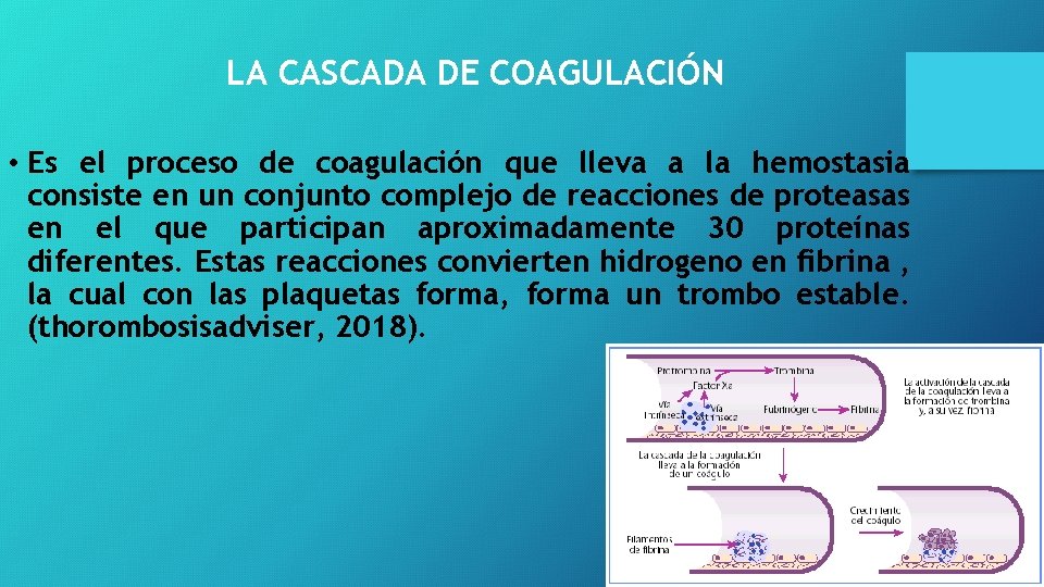 LA CASCADA DE COAGULACIÓN • Es el proceso de coagulación que lleva a la LA CASCADA DE COAGULACIÓN • Es el proceso de coagulación que lleva a la