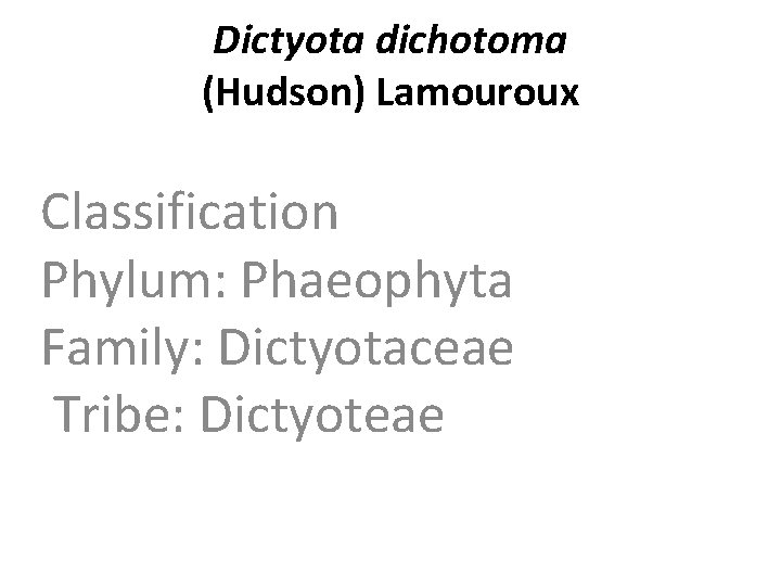 Dictyota dichotoma (Hudson) Lamouroux Classification Phylum: Phaeophyta Family: Dictyotaceae Tribe: Dictyoteae 