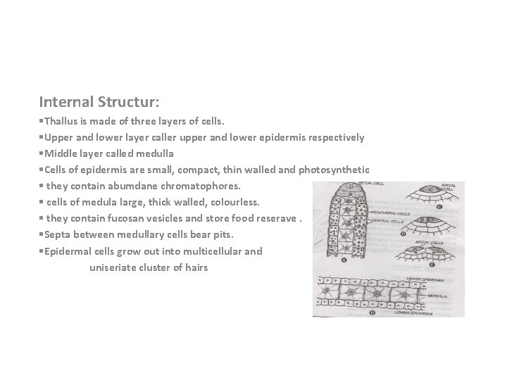 Internal Structur: §Thallus is made of three layers of cells. §Upper and lower layer