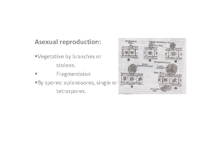 Asexual reproduction: §Vegetative by branches or stolons. § Fragmentaion §By spores: aplanosores, single or